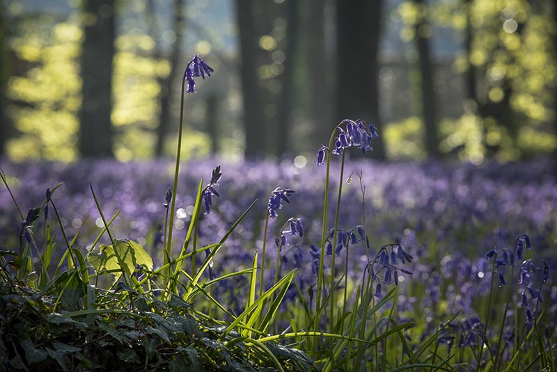Bluebells - FLOWERS