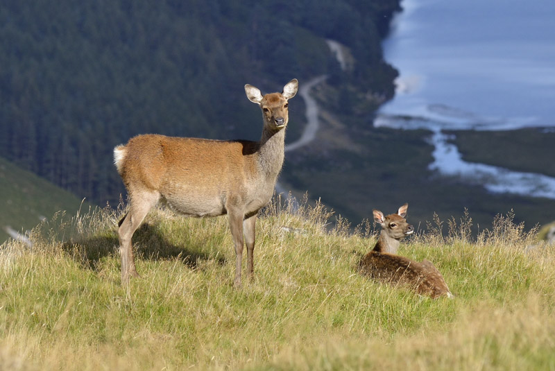 Sika Hind & Fawn - WILDLIFE