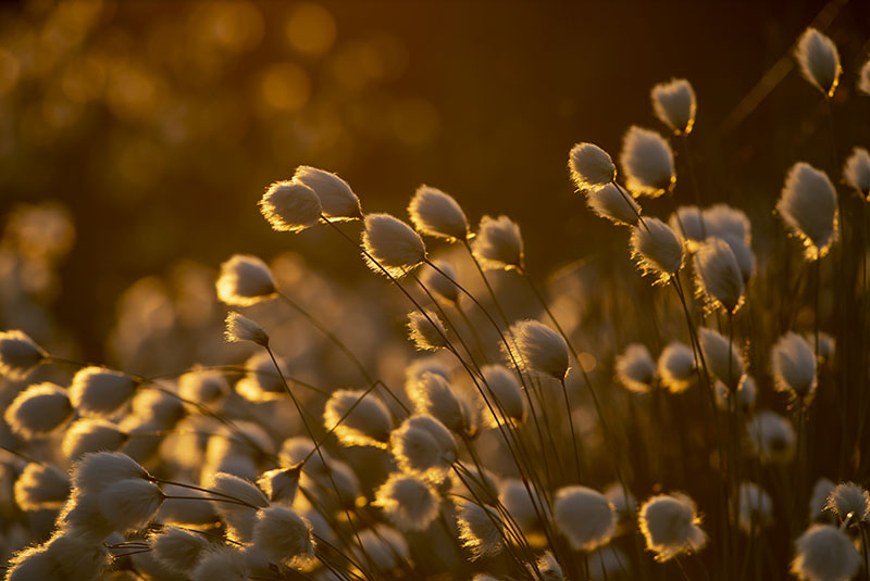 Bog Cotton Sunset - FLOWERS