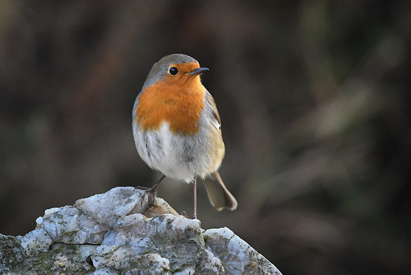 Robin III, Glendalough, Co. Wicklow - WILDLIFE