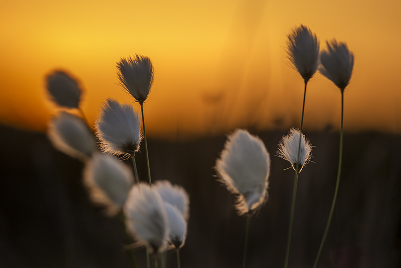 Bog Cotton Sunset - FLOWERS