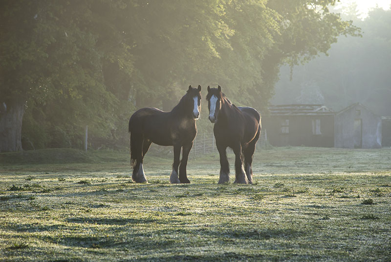 #129  Killinthomas Horses III - CO. KILDARE