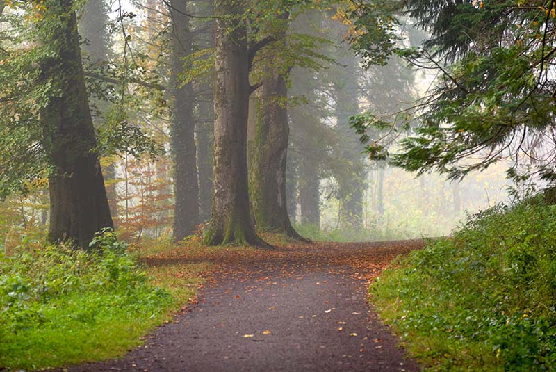 #3  Donadea Path - CO. KILDARE