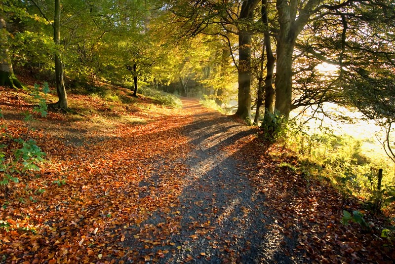 Glending Wood Sunrise