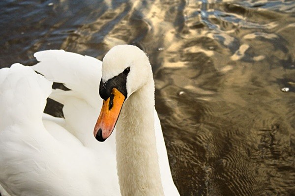swan bird river severn