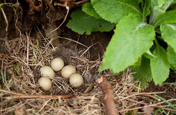 grouse nest forest of bowland grouse