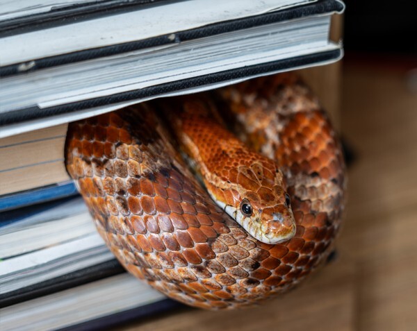 Marco - miscellaneous