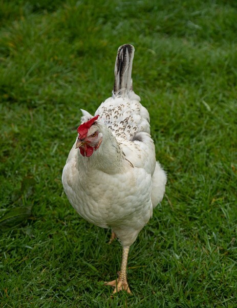 Forest of Bowland - miscellaneous