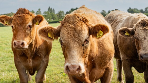 Somerset - miscellaneous