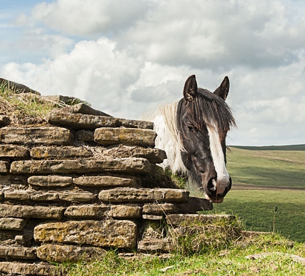 peeping tom - miscellaneous