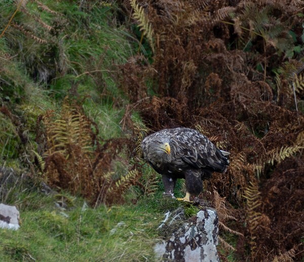 Isle of Skye - Landscapes