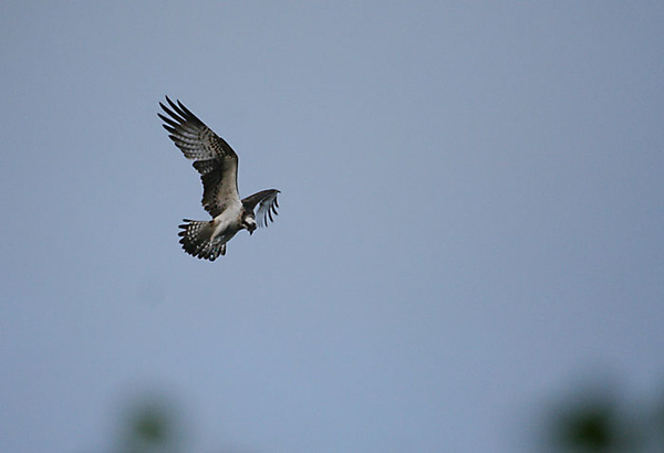 loch of the lowes osprey perthshire scotland osprey sea eagle