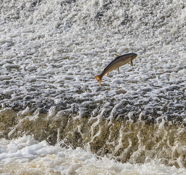 Salmon at Sydney Avenue Weir - A Walk Around Shrewsbury