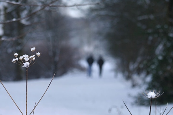 wintery middleton - miscellaneous