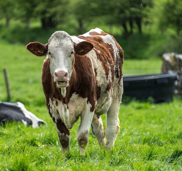 Forest of Bowland - miscellaneous