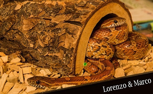 corn snake snakes vivarium reptile