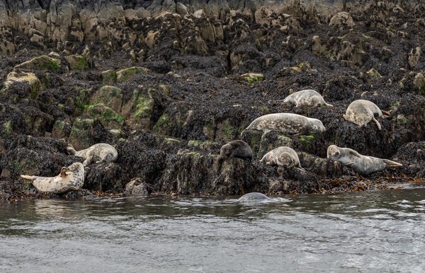 Queensferry - miscellaneous