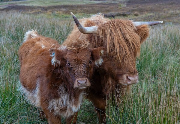 Isle of Skye - Landscapes