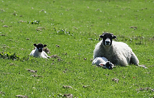 lambs loweswater cumbria