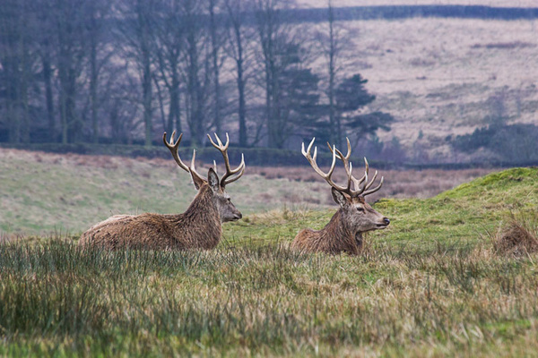 lyme park national trust deer petercostellophotography