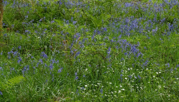 Bluebells - miscellaneous