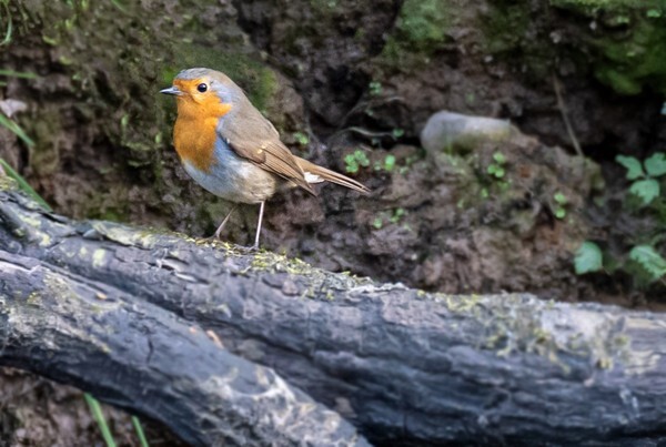 Rhodes Woods - miscellaneous