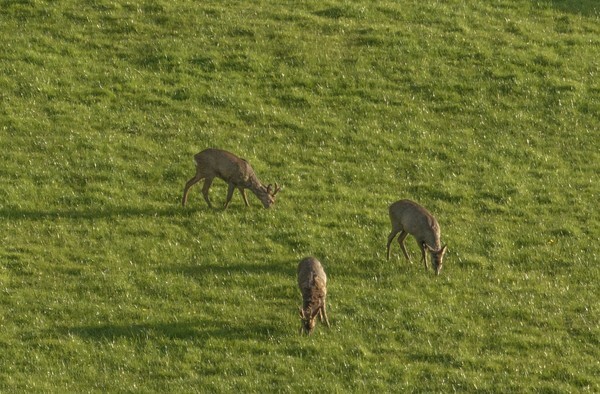Forest of Bowland - miscellaneous
