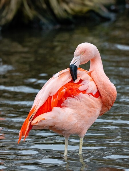 Martin Mere - miscellaneous