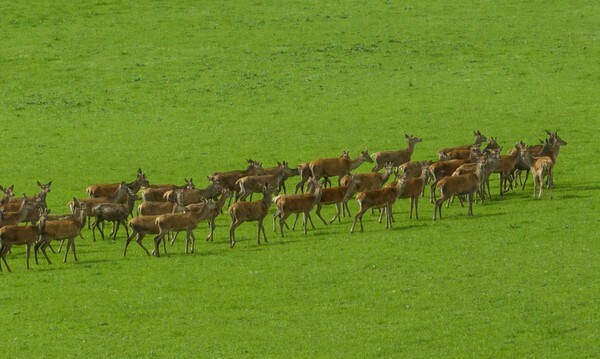 Tweedsmuir - Landscapes