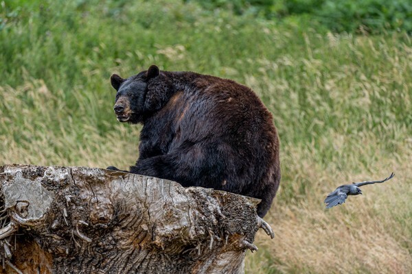 Woburn Safari Park - miscellaneous
