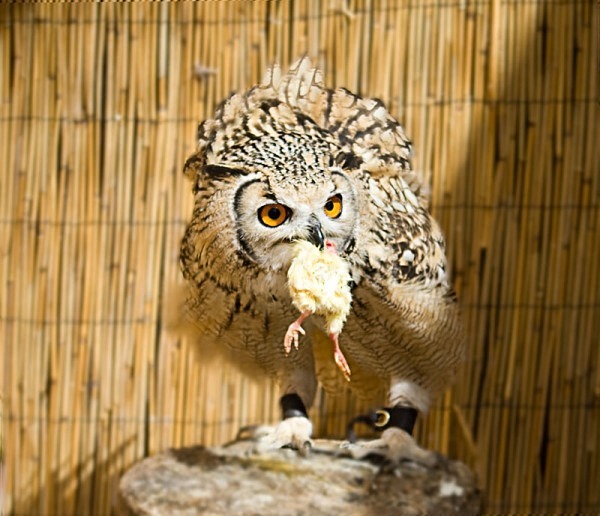 dinner time - miscellaneous