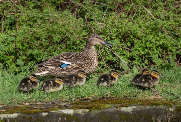 Dunsop Bridge - Landscapes