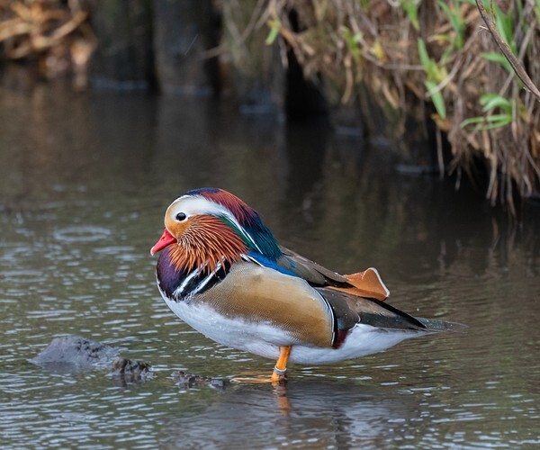 Martin Mere - miscellaneous