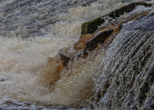Forest of Bowland - miscellaneous
