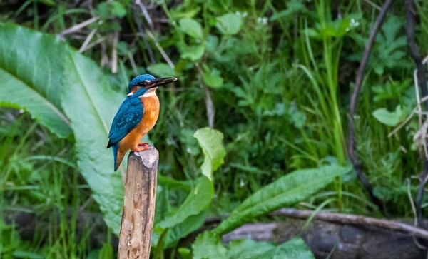 Rhodes Woods - miscellaneous