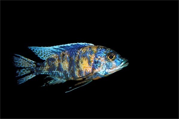 lone fish - miscellaneous