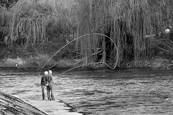 river severn shrewsbury fly fishing