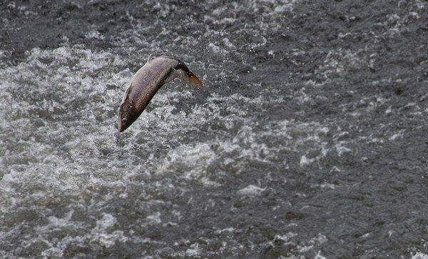 Leaping Salmon at Shrewsbury weir - miscellaneous