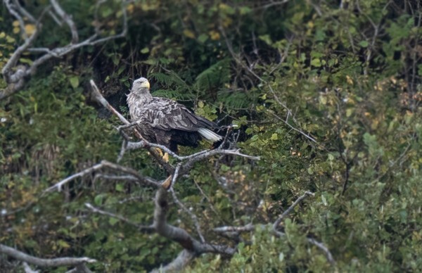 Isle of Skye - Landscapes