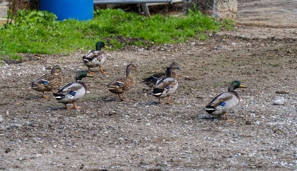 Forest of Bowland - miscellaneous