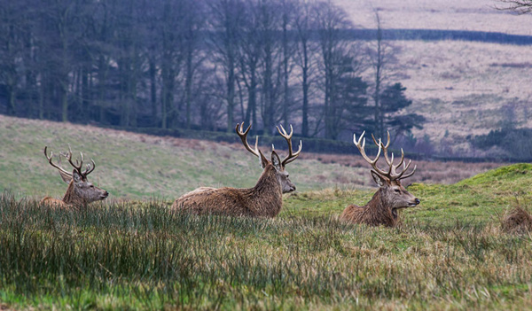 lyme park national trust deer petercostellophotography