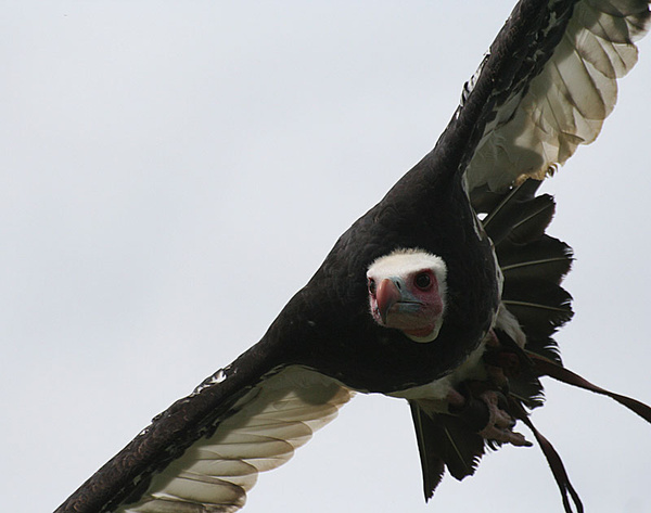 hungry vulture - miscellaneous