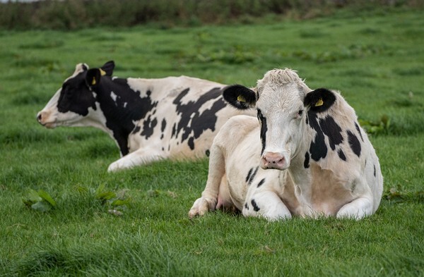 Forest of Bowland - miscellaneous