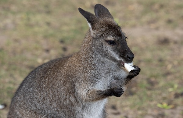Woburn Safari Park - miscellaneous