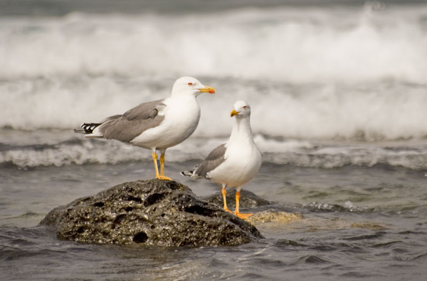 fuertaventura canary islands