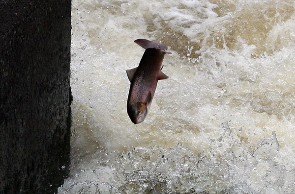 salmon jumping waterfall shrewsbury