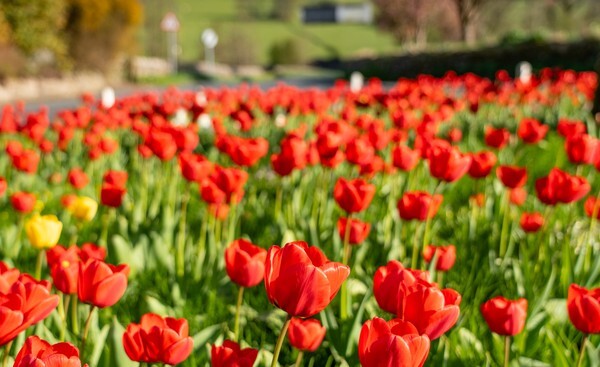 Forest of Bowland - miscellaneous