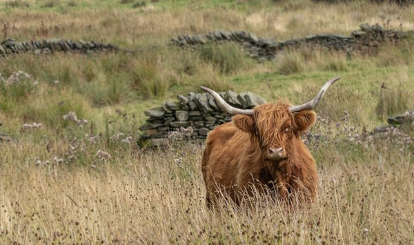 Holmfirth - Landscapes