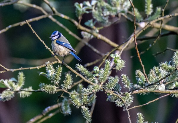 Rhodes Woods - miscellaneous