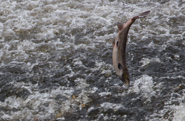 Sydney Avenue Weir - A Walk Around Shrewsbury